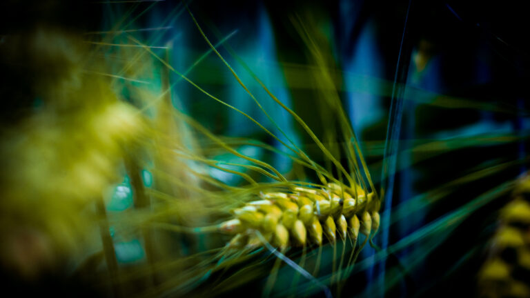 La agricultura sustentable en tiempos de crisis: Bioceres tiene la respuesta