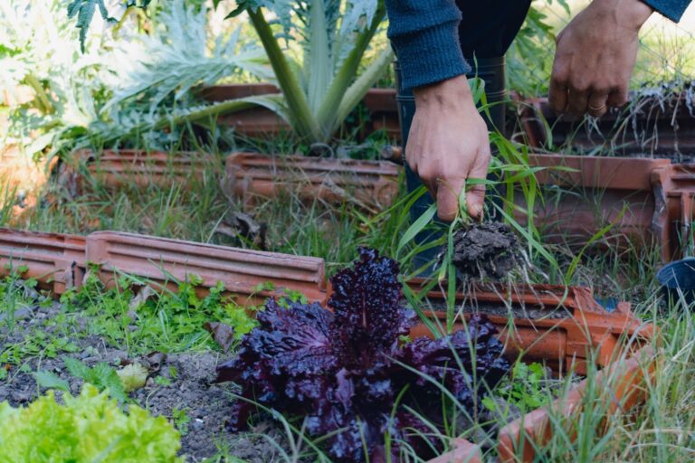 Lanzan la solución para recuperar la agrobiodiversidad argentina: así funcionan las estrategias e innovaciones