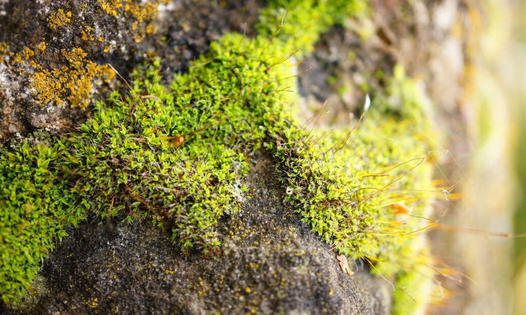 Primer plano de musgo verde extendiéndose sobre una roca con detalles de textura y color natural