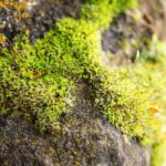 Primer plano de musgo verde extendiéndose sobre una roca con detalles de textura y color natural