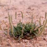 Primer plano de una pequeña planta verde con tallos delgados que brota en un terreno seco y arenoso