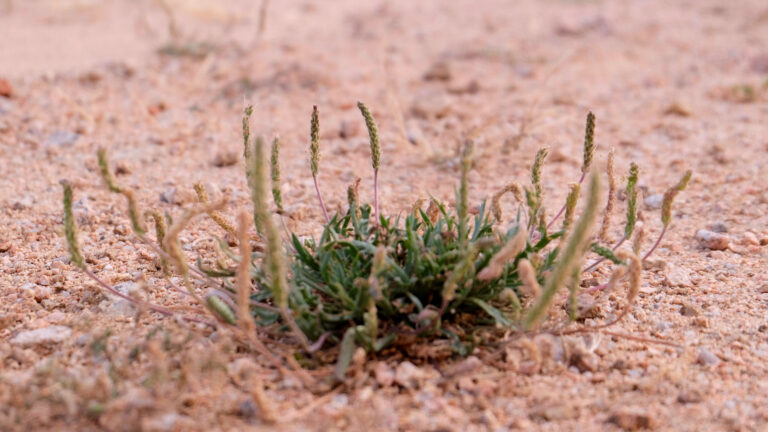 Materiales híbridos: las ventajas del micelio combinado con fibras vegetales